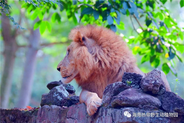 微信圖片_20190712095537 微信圖片_20190712095537