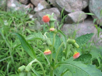 Y7yVV7cu_jJVX Y7yVV7cu_jJVX