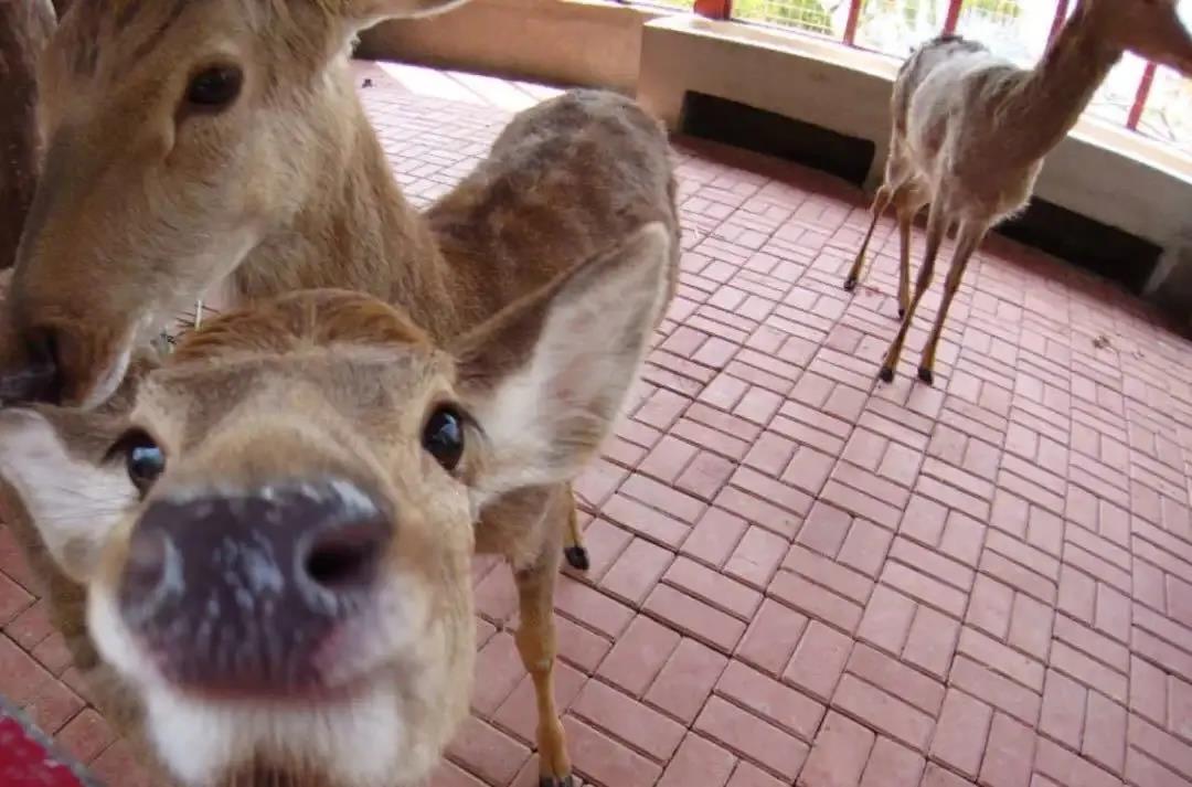 微信圖片_20200313203223 微信圖片_20200313203223